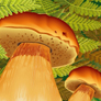 Объекты (грибы, мох, папоротник) на этикетку шампуней